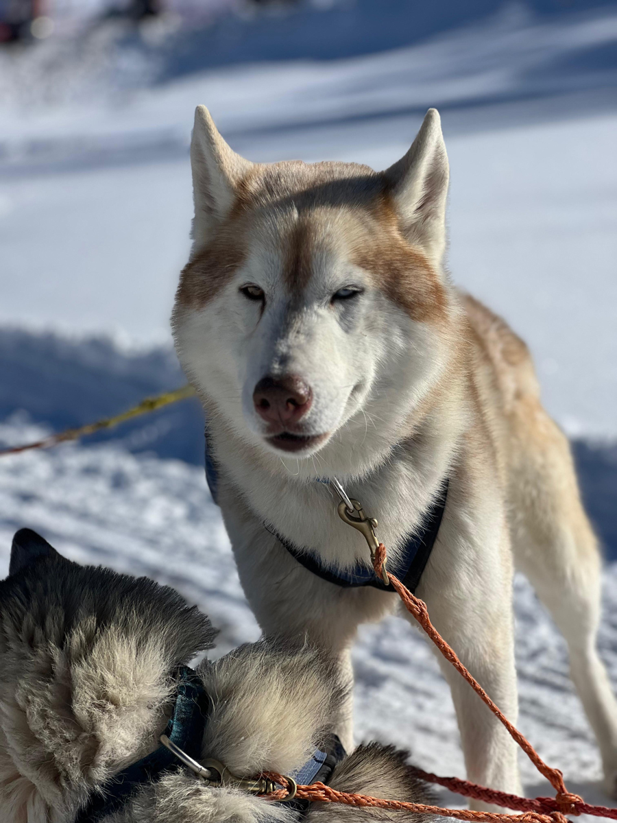 Balto (II)