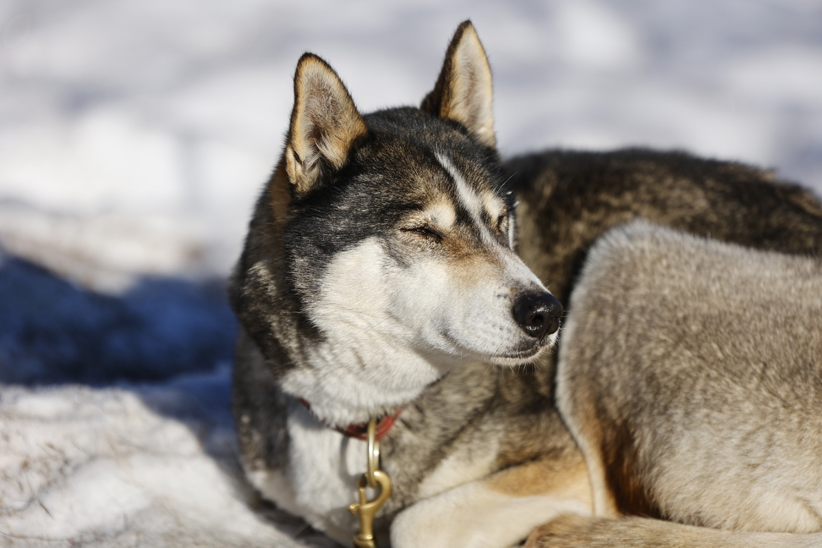 Kiruna