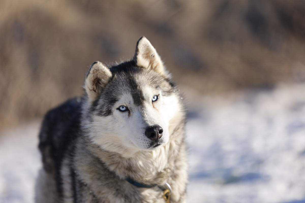 Kodiak