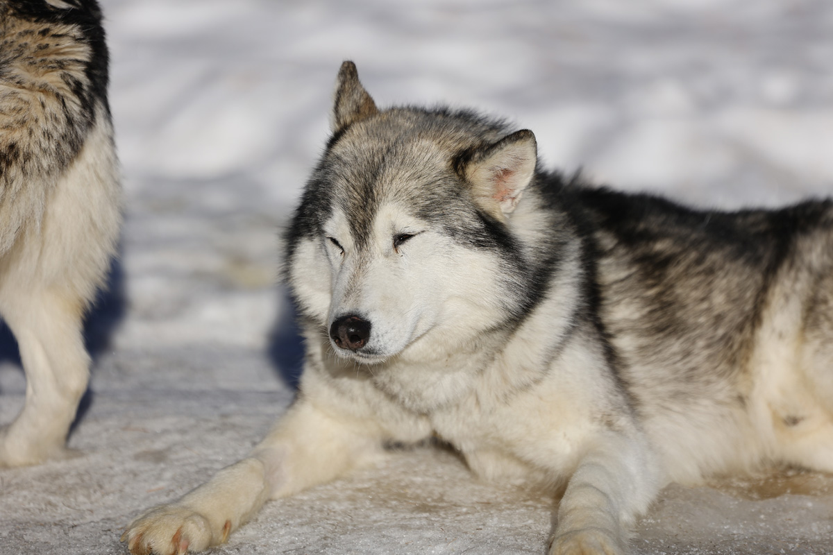 Yukon