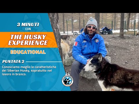 “What is a real Siberian Husky?”